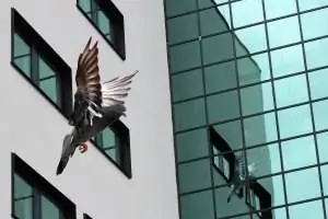 Bird-Friendly Glass